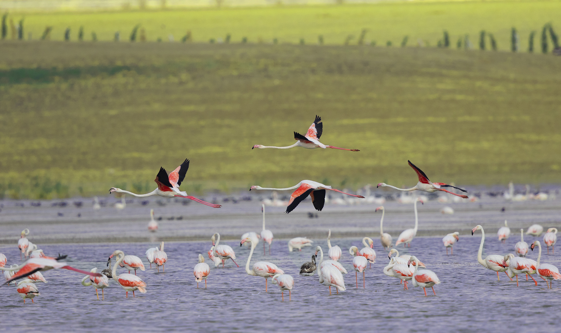 Greater Flamingo